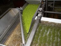 GREEN PEAS PROCESSING PLANT