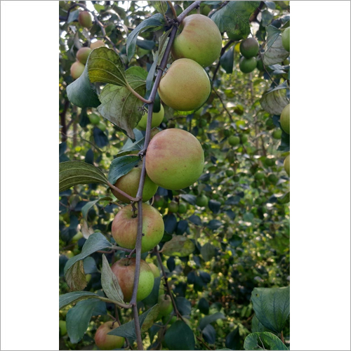 Ball Sundari Apple Ber Plant