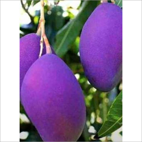 Parpel Mango Plant