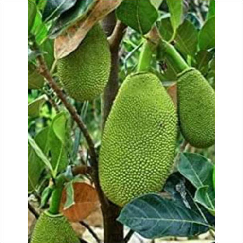 Red Jackfruit Plant