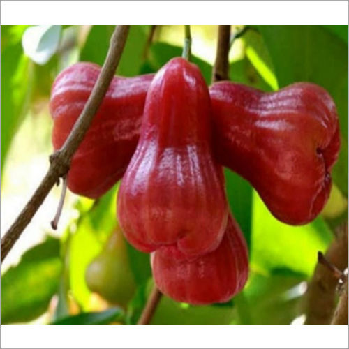 Red Water Apple Plant