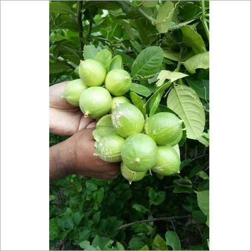 Seedless Lemon Plant