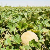 Golden Glory Muskmelon