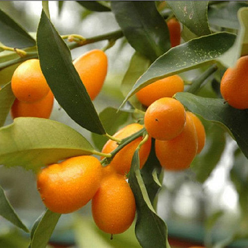 Green Sweet Lemon Plant