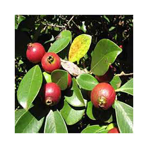 Strawberry Guava Plant