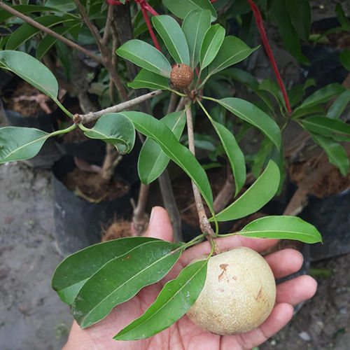 Silver Chiku Plant