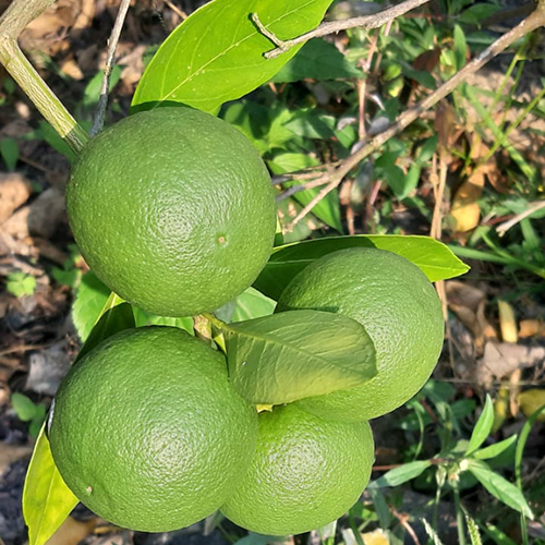 Viyetman Malta Plant Shelf Life: 2-3 Years at Best Price in Kolkata