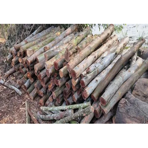 High Quality 70 Mm Eucalyptus Wood