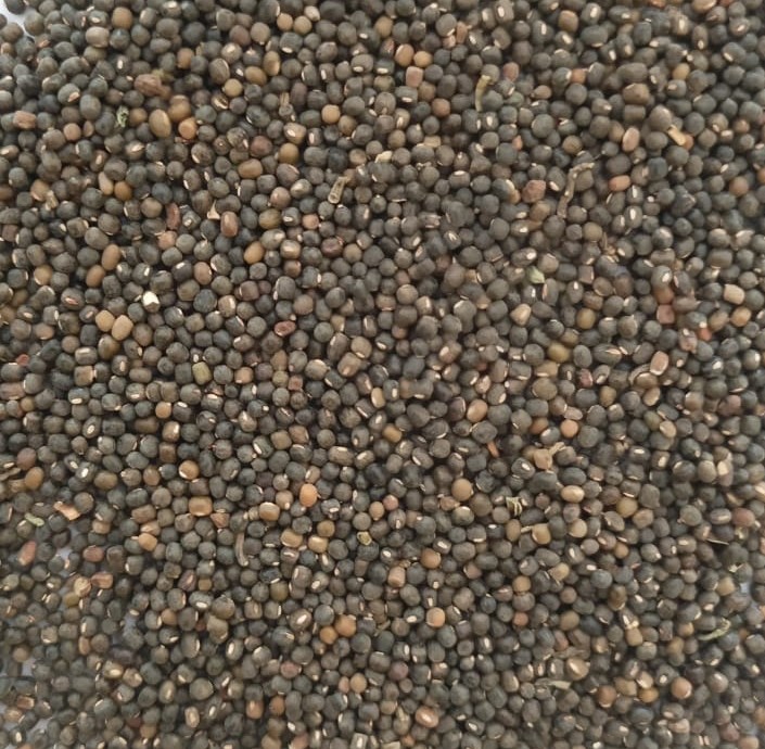 Pillipesara Seed