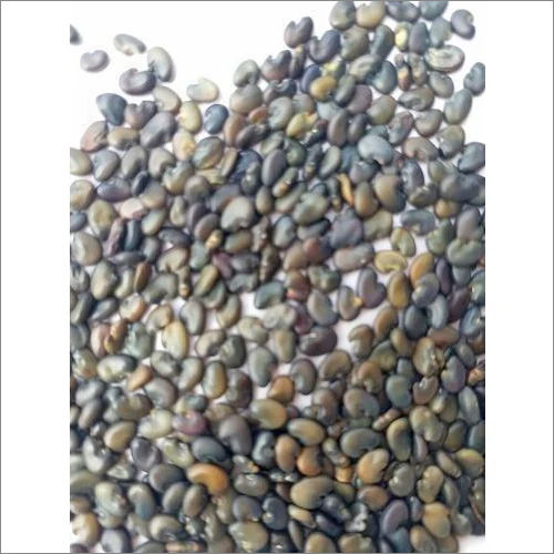 Sunhemp Seeds