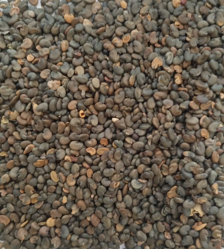 SunnHemp Seeds