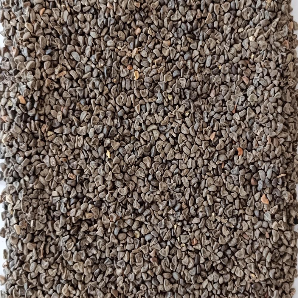 Hibiscus Seed