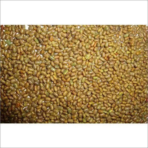 Green Sesbania Seed