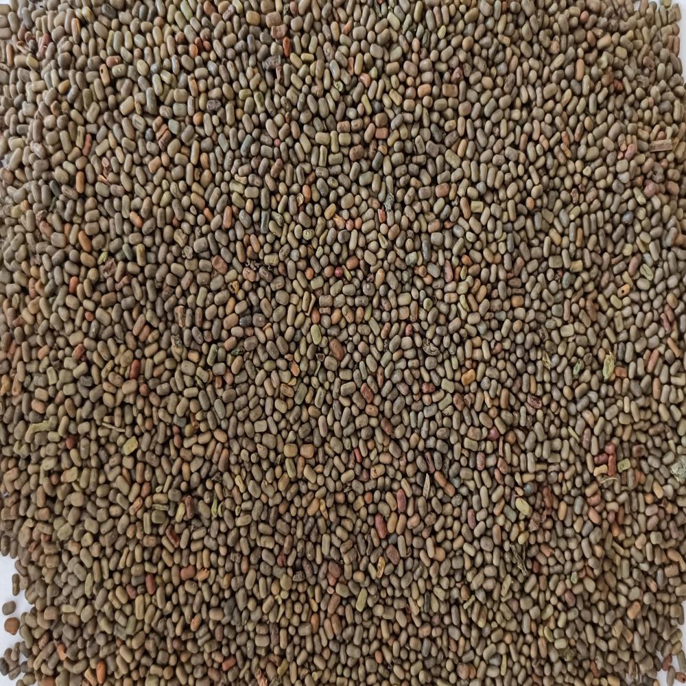 Dhaincha  Seed