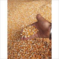 Yellow Corn