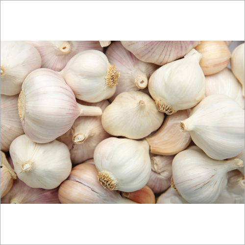 Fresh Garlic