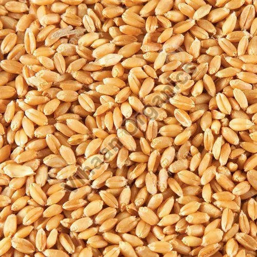 Common Wheat Seeds