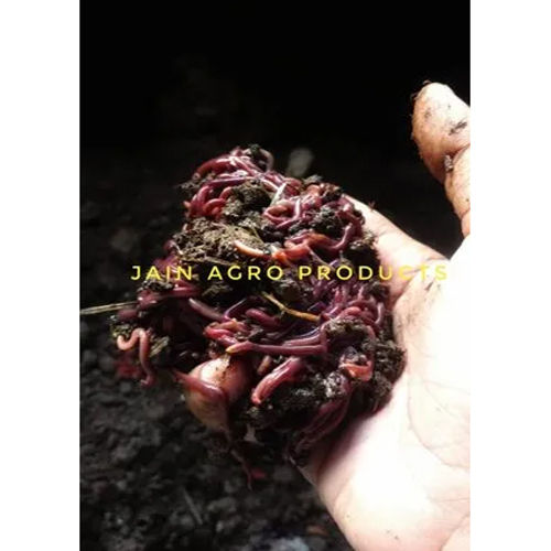 Organic Vermi Compost