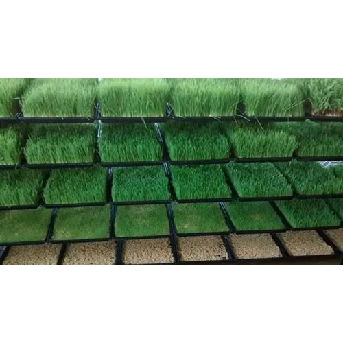 Hydroponic Fodder Trays