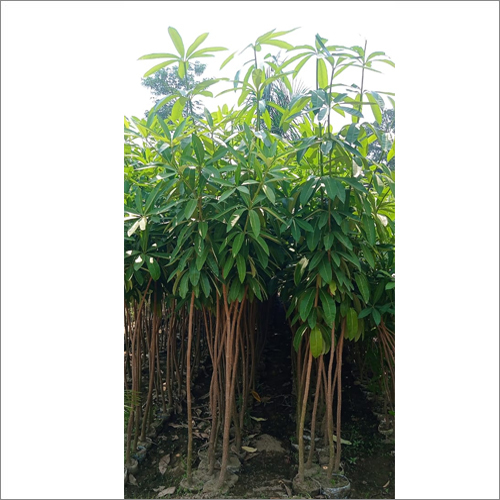 Green Alstonia Plant