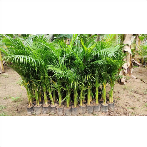 Green Arika Plant