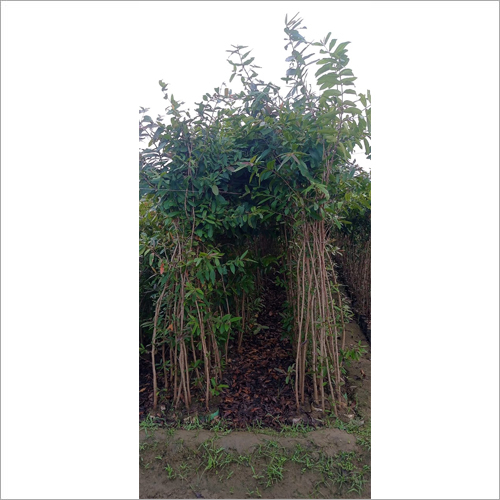 Green Arjun Plant