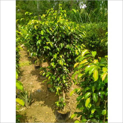 Green Black Ficus Plant