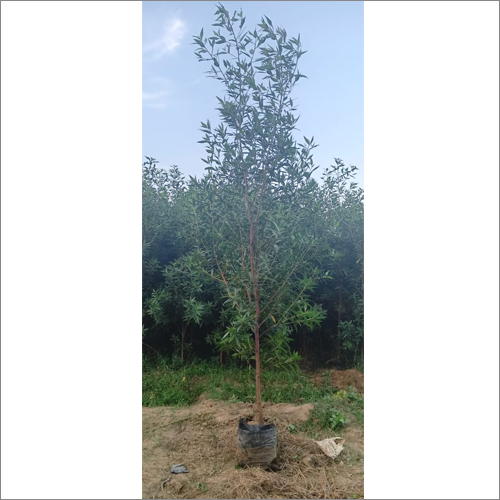Green Conocarpus Plant