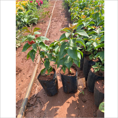 Desi Bougainvillea Plant - Small Green Stem | Ornamental Thorny Vine with Vibrant Papery Bracts in Pink, Red, Orange, and Purple
