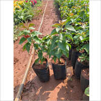 Desi Bougainvillea Plant - Small Green Stem | Ornamental Thorny Vine With Vibrant Papery Bracts In Pink, Red, Orange, And Purple