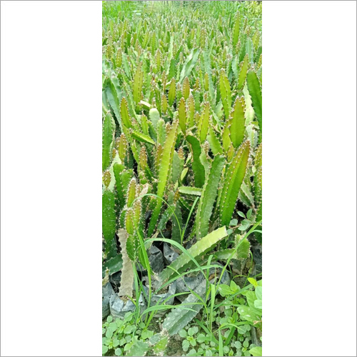 Dragon Fruit Plants - Small Green Stem Variety, Features Showy Flowers and Exotic Appeal