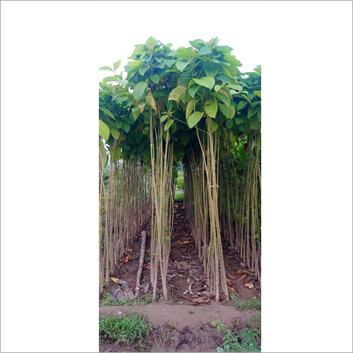 Green Kadamba Plant