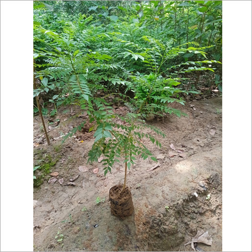 Green Curry Leaves Plant