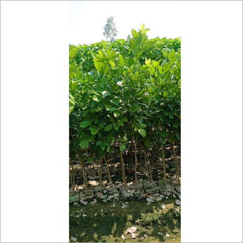 Green Karanj Plant