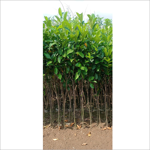 Green Kathals Plant