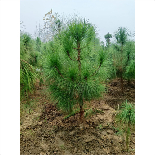 Green Pine Plant