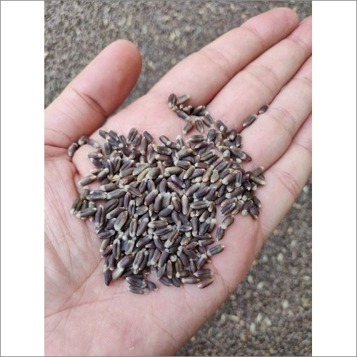Harmless Fertilizers Black Wheat