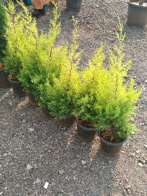 Conical Golden Cypris Plant For Garden