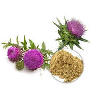Herbal Milk Thistle Extract - Grade: A