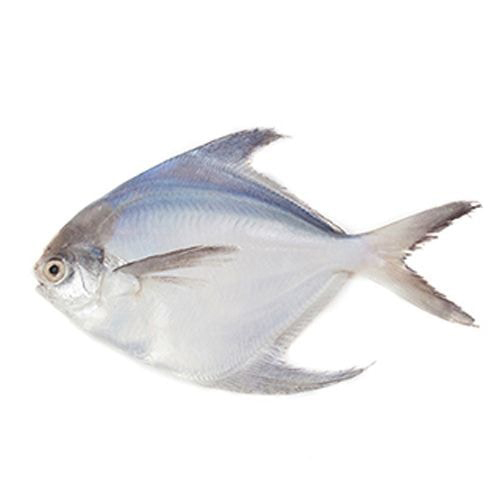 Fresh Silver Pomfret Fish at Best Price in Porbandar Blue Waves Seafood