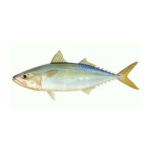 Fresh Indian Mackerel Fish at Best Price in Porbandar Blue Waves Seafood