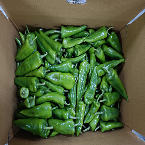 Common Big Green Chilli At Best Price In Mumbai Hdrt Impex Llp