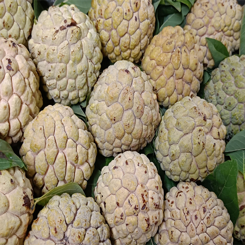 Green Custard Apple at Best Price in Mumbai, Maharashtra | Hdrt Impex Llp