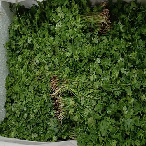 Green Fresh Coriander at Best Price in Mumbai, Maharashtra Hdrt Impex Llp