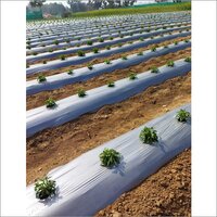 Chilli Cultivation Mulching Film - Plastic Material, Customized Size, Black/silver Color | Soft Hardness, Width 1-1.2m, Working Temp -10 To 60â°c