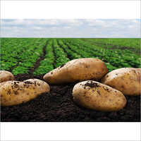 Mulch Film - Soft Plastic, 1-1.2 Meter Width, Customized Size, White Color, Low Transparency | Protects Potatoes From Insects And Erosion