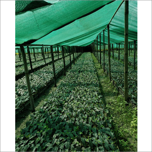 Mulching Film - Color: Black/Silver