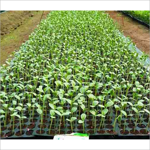 Watermelon Mulch Film