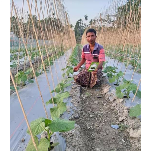 Black/ Silver Mulch Film For Cucumber Cultivation at Best Price in