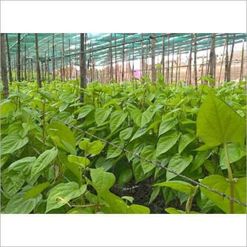 Beetlle Vines Shade Net